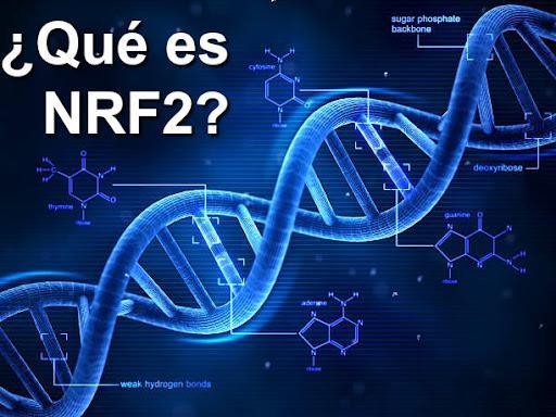 ¿Qué es NRF2? - nutrigenomicamx